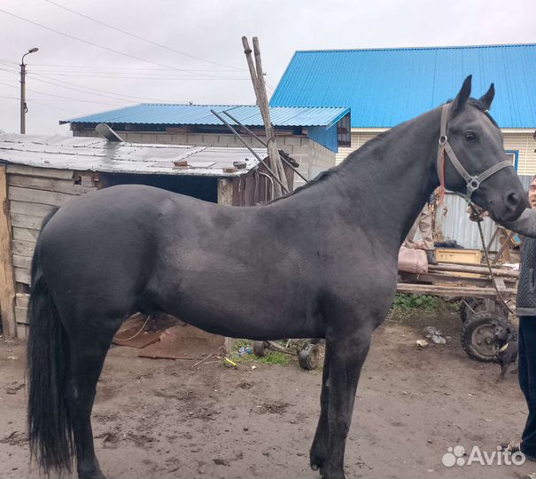 Жеребец орловский рысак