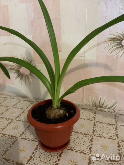 Гиппеаструм