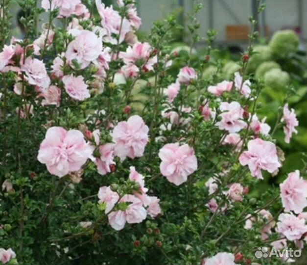 Гибискус сирийский 