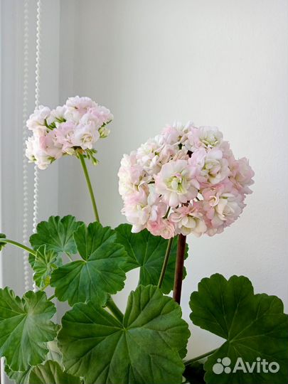 Пеларгония герань