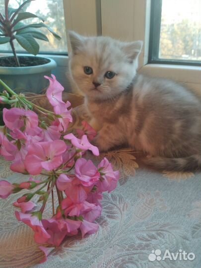Шотландские котята