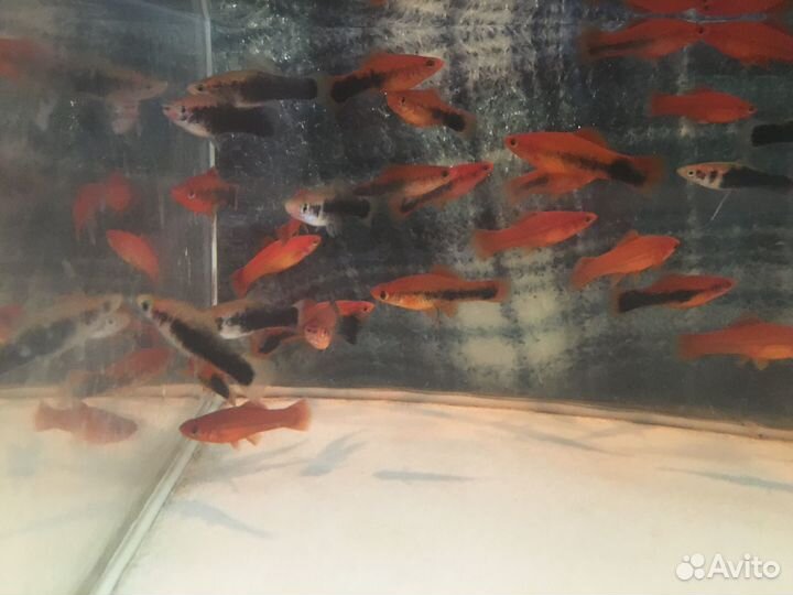 Рыба оптом и в розницу собственного разведения