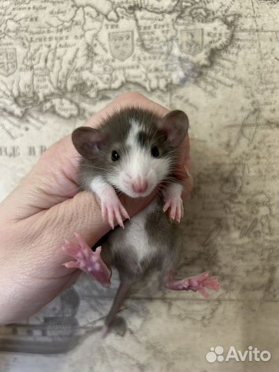 Крысята Дамбо малыши