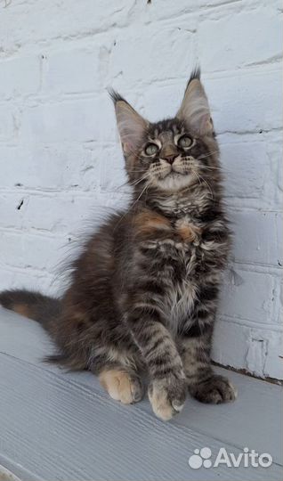 Котята мейн-кун