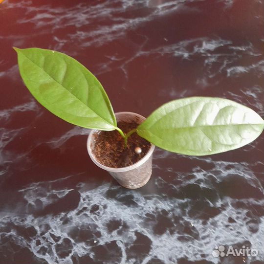Хойя