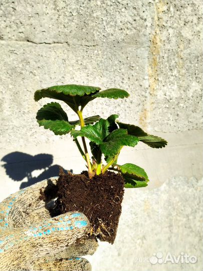 Саженцы ремонт клубники Альтес