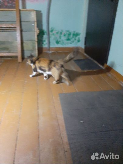Кошечка в добрые руки