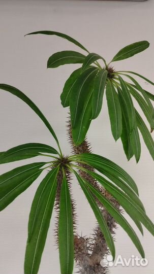 Кактус с листьями пахиподиум