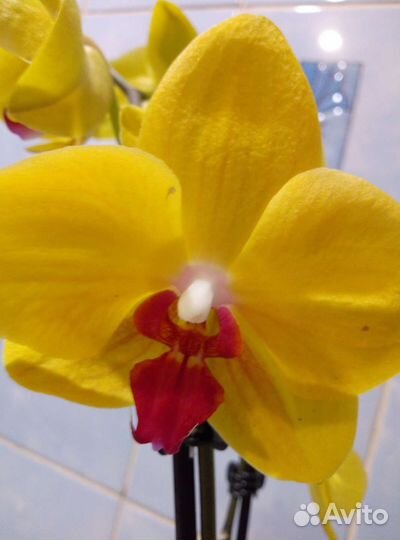 Коллекционные орхидеи