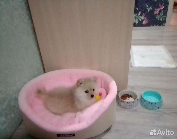 Шпиц документы