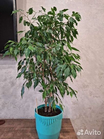 Фикус бенджамина