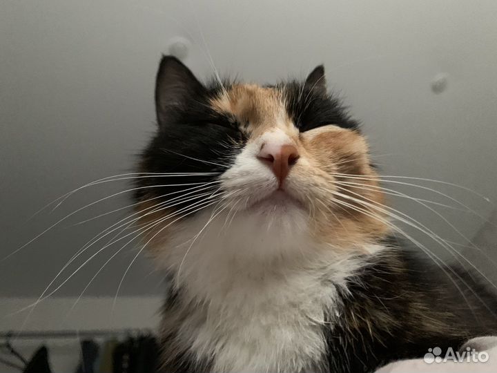 Кошка в дар