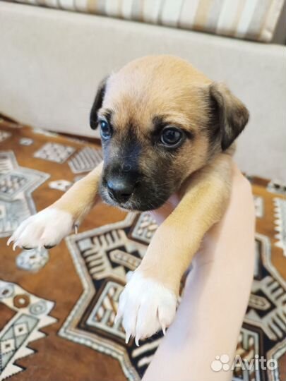 Щенки в добрые руки