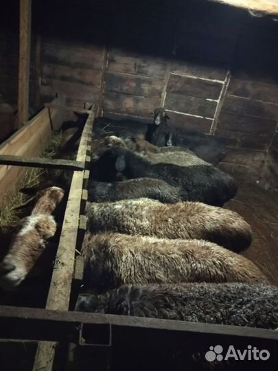 Продается молодые бараны и ярки смесь курдючный