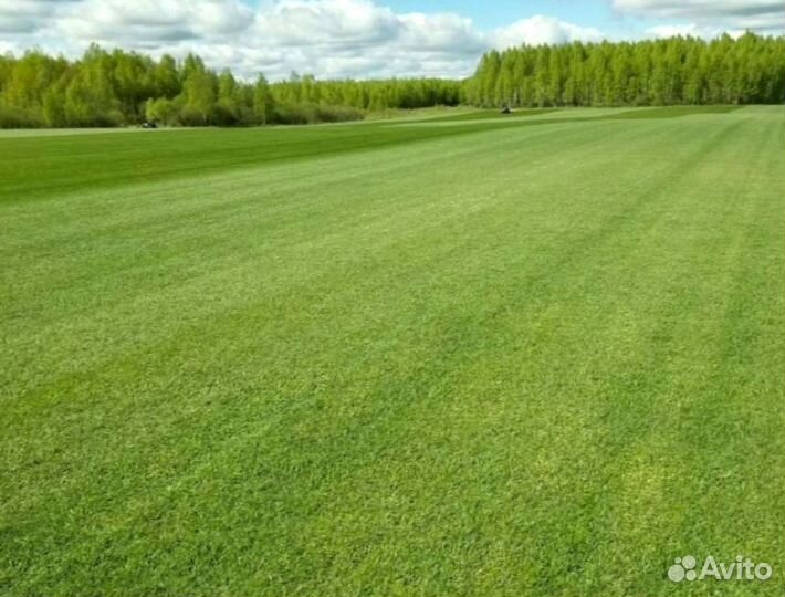 Рулонный газон от производителя