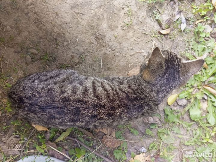 Кошки в добрые руки бесплатно