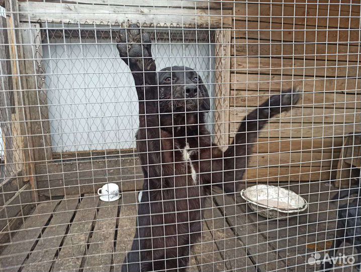 Собака ищет дом