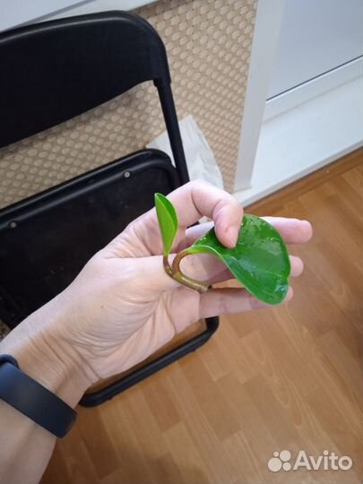 Комнатные растения, отростки укорененные