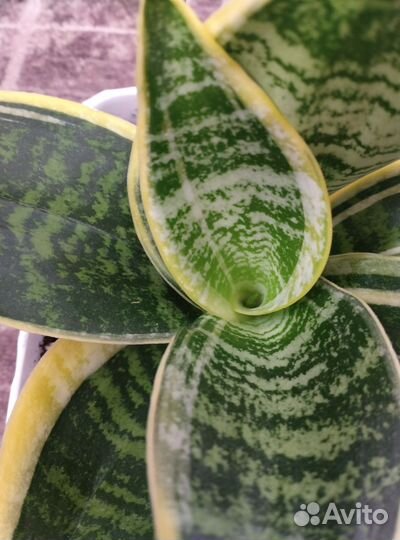 Сортовые сансевиерии- Хани