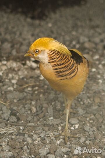 Продажа фазанов, павлинов