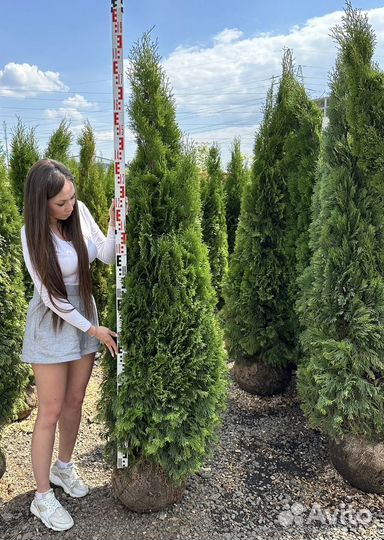 Туя Смарагд