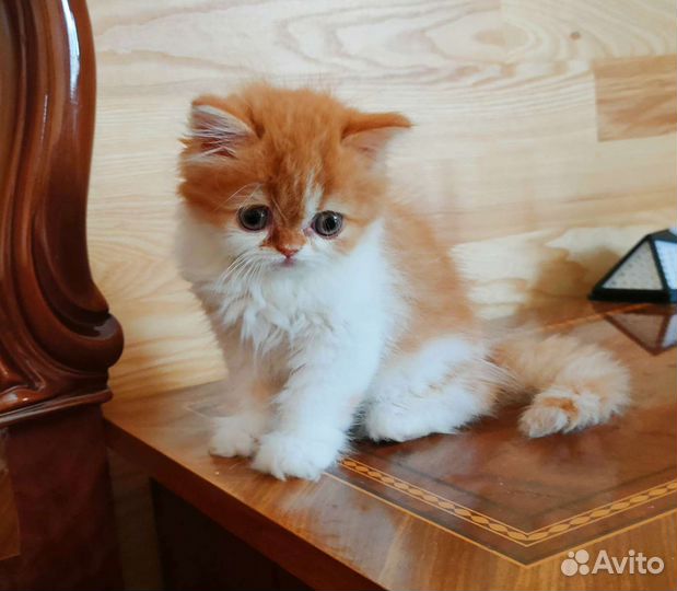 Шотландские рыжики