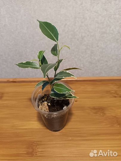 Сортовые фикусы