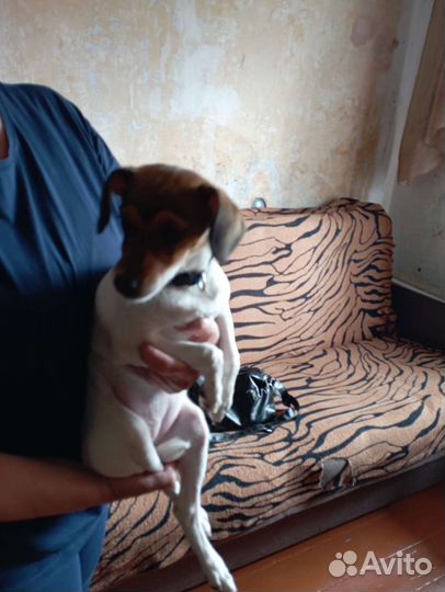 Отдам собаку в добрые руки