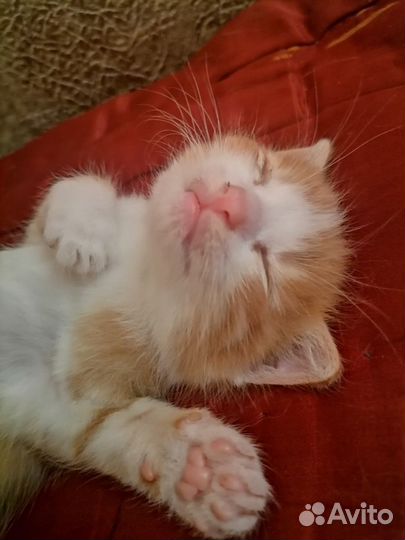 Котик в добрые руки