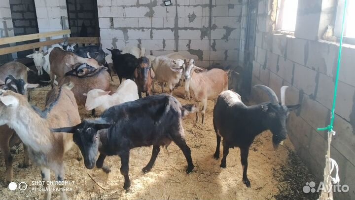 Коровье и козье молоко. Сыр, творог, сметана, масл