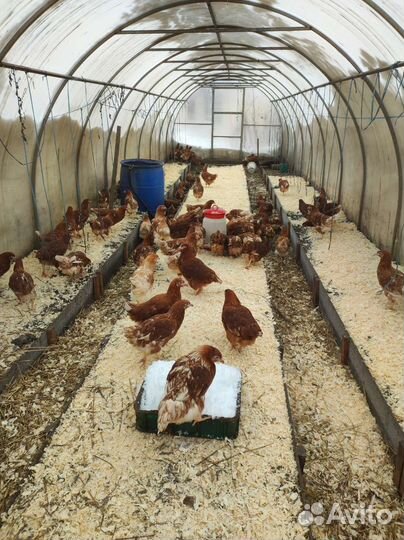 Птица разных видов и пород