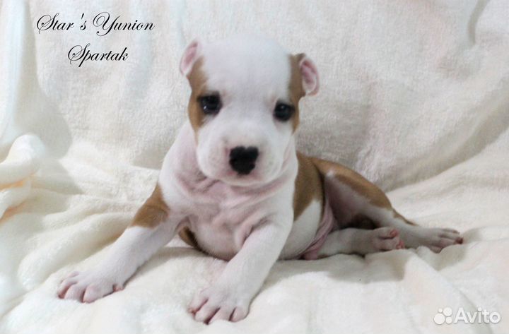 Амстафф щенки