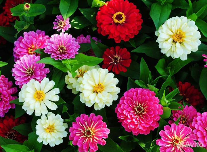 Семена цветов-Цинии,Бархотки,Ночн.красав.Цуккини