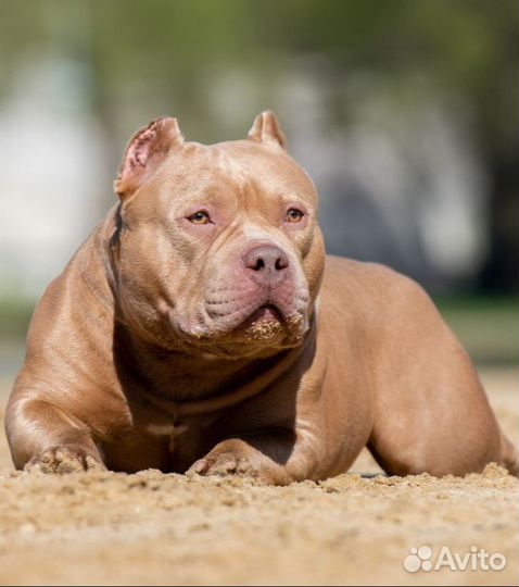 Американский булли вязка