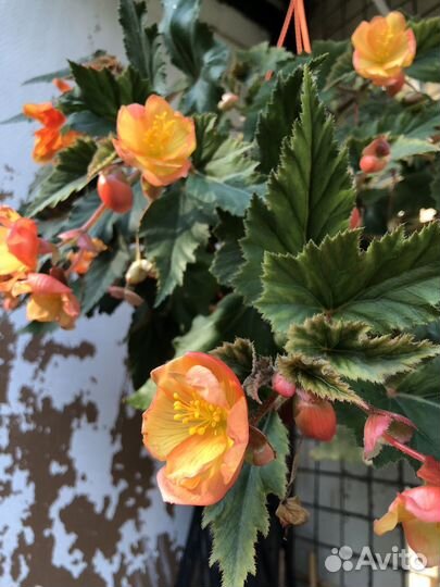 Ампельные растения в кашпо