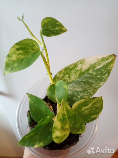 Сциндапсусы