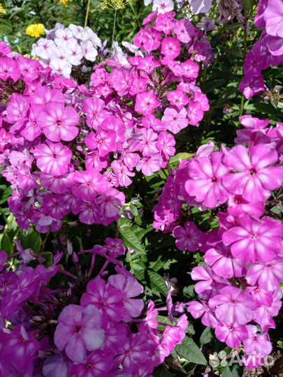 Многолетние садовые цветы