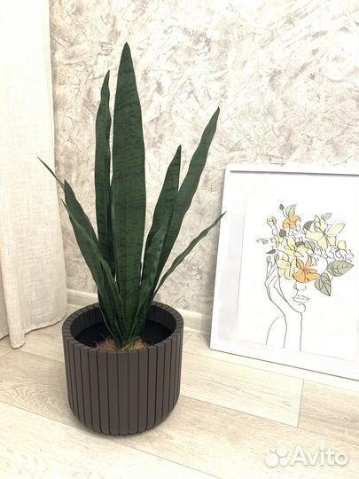 Сансевиерия щучий хвост