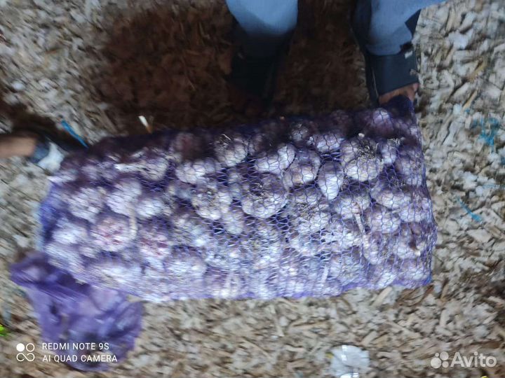 Чеснок семена посадка