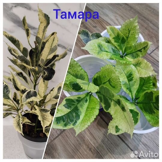 Кротоны разные