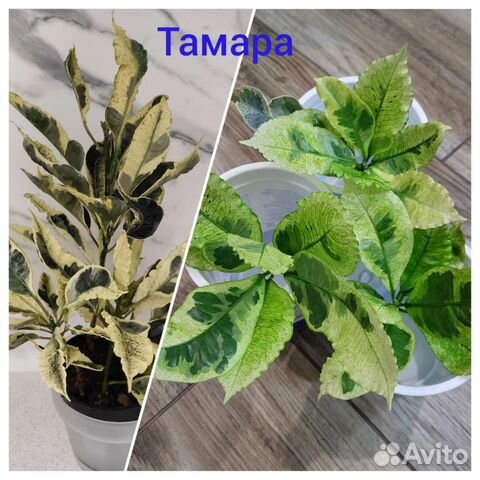 Кротоны разные