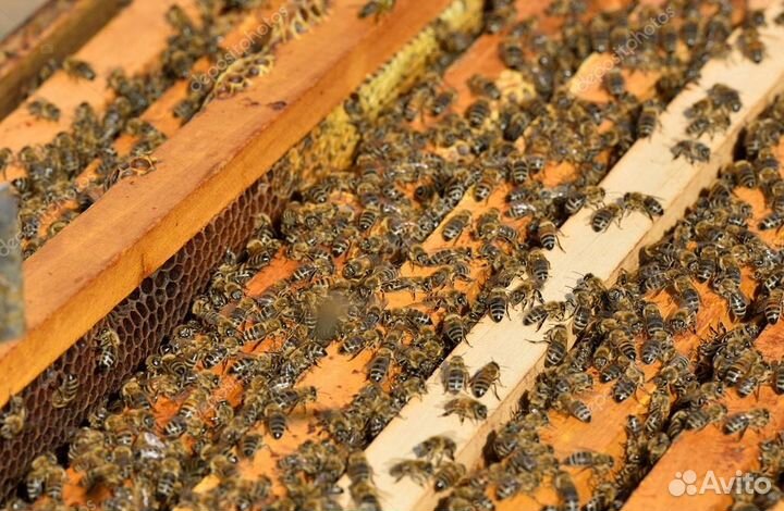 Улья для пчел