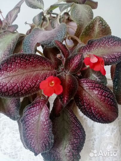 Эписция 6 сортов