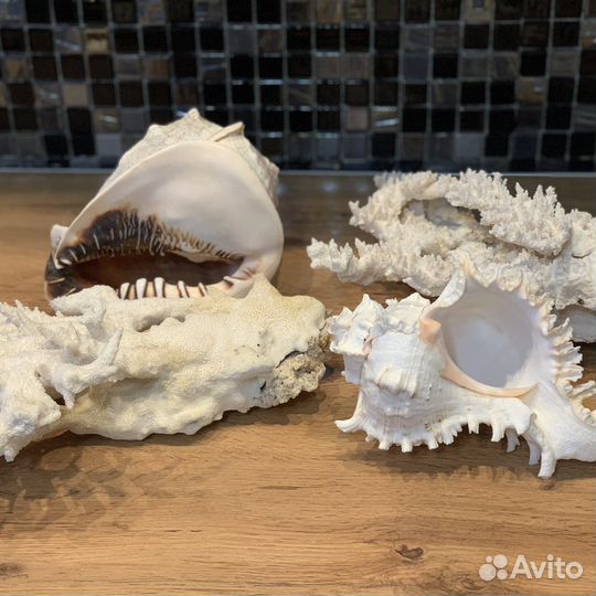 Кораллы Раковины морские