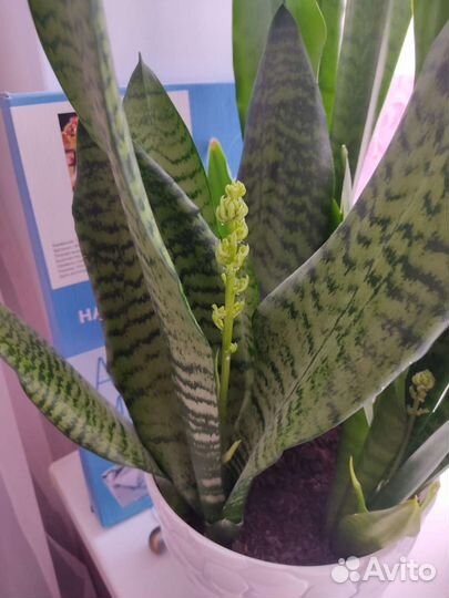 Сансевиерия