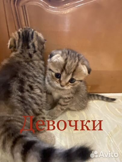 Шотландские котята