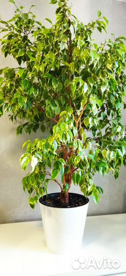 Фикус бенджамина Кинки