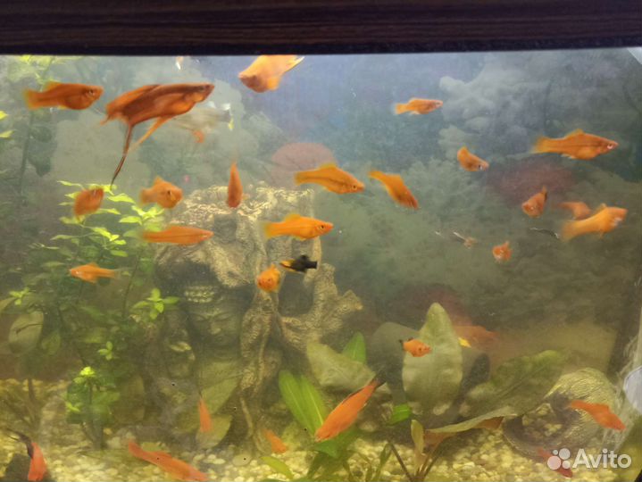 Меченосцы,Гурами,Пельвикахромисы