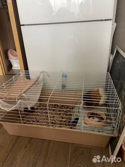 Морские свинки