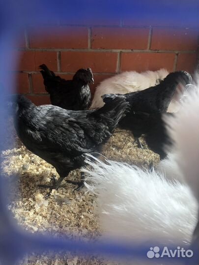 Черные куры ухейилюй